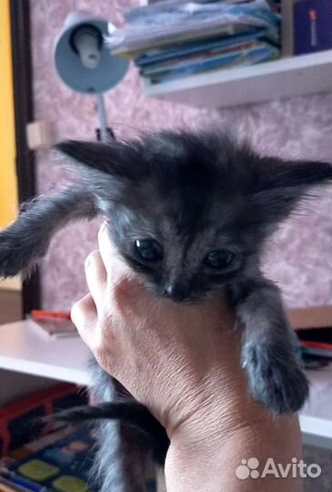 Котенок с большими глазами