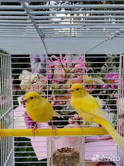 Кенара и канарейки