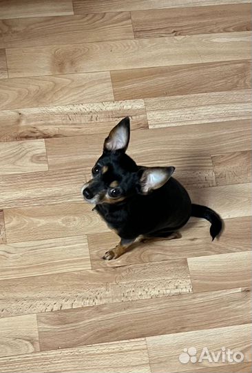 Белая рубашка на девочку