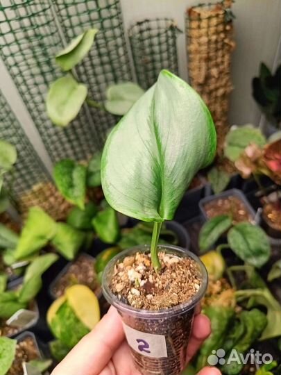 Сциндапсус Мунлайт