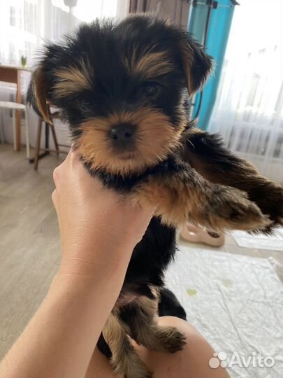 Щенки йорка