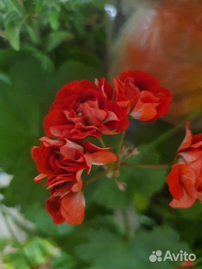 Комнатные цветы