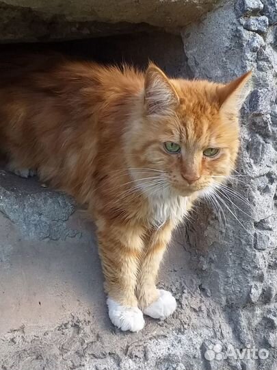 Рыжий котик