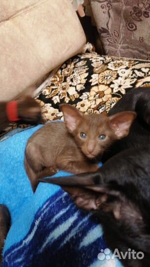 Котята ориенталы