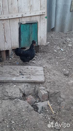 Куры несушки