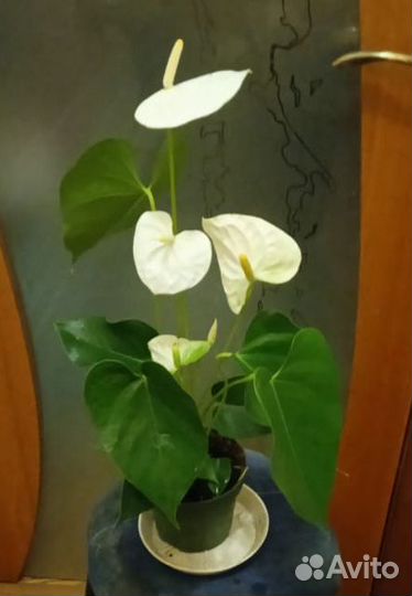 Комнатные цветы от100-2000