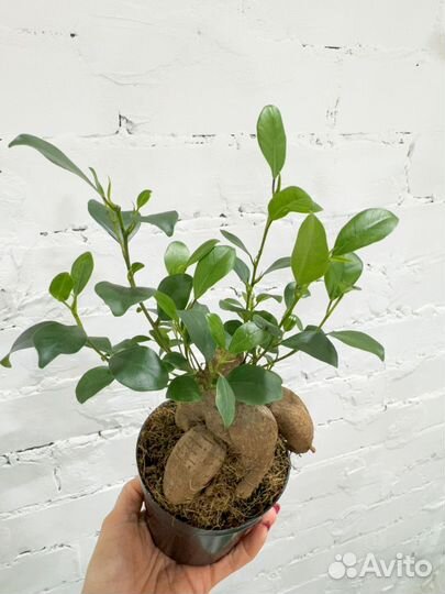 Фикус микрокарпа гинсенг