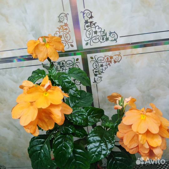 Комнатные цветы