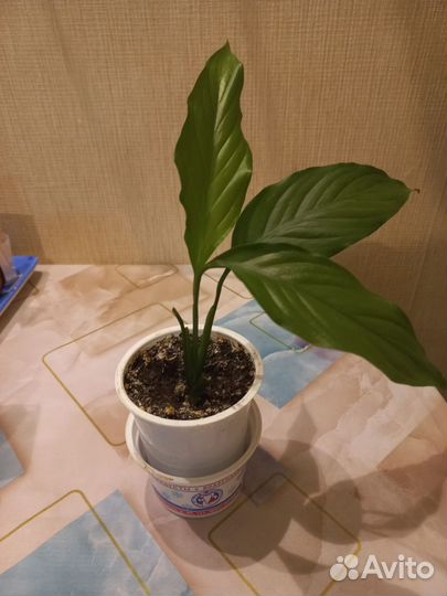 Спатифиллум (женское счастье)