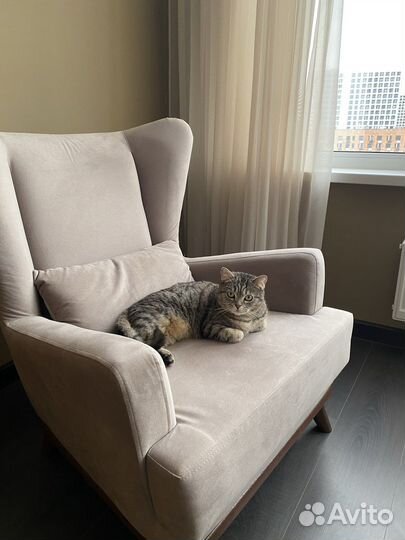 Кошка в дар