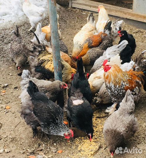 Петухи 5 месяцев