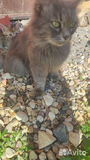 Прелестные котята