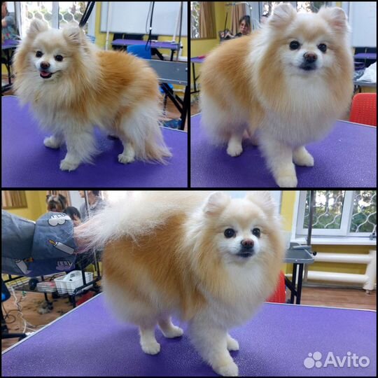 Стрижка собак