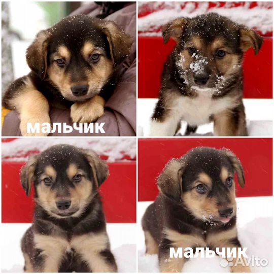 Два щенка 2, 5 мес в семью