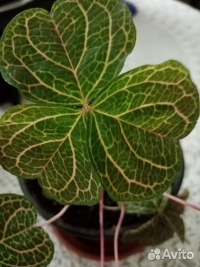 Кислица оксалис