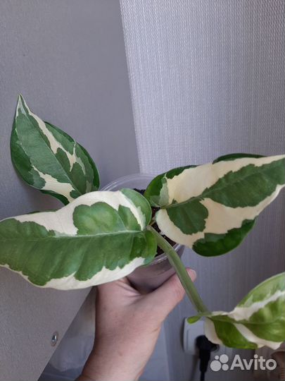 Сциндапсус