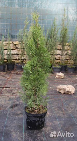 Туя 'Смарагд'