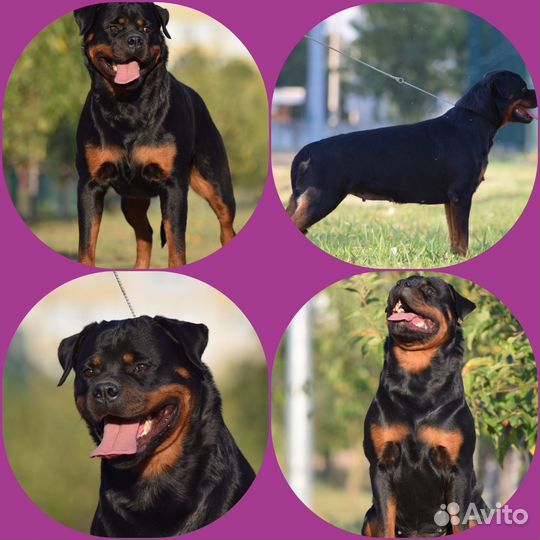 Щенки ротвейлера продажа