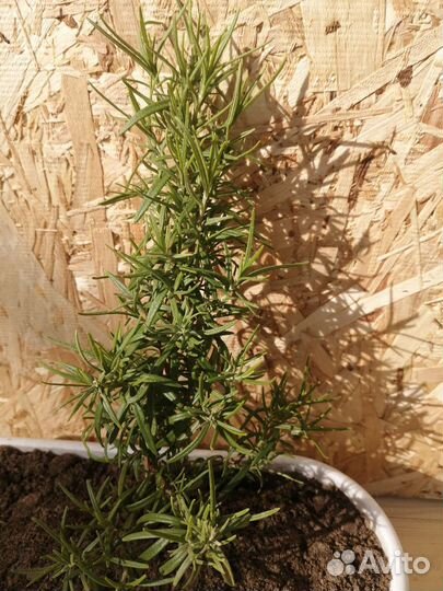 Розмарин саженцы