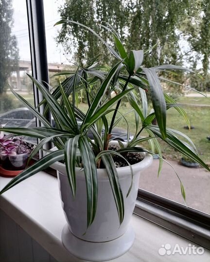 Циперус вариегатный карликовый