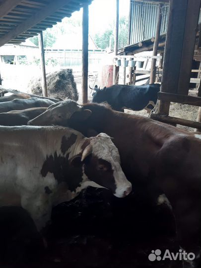 Говядина Крс