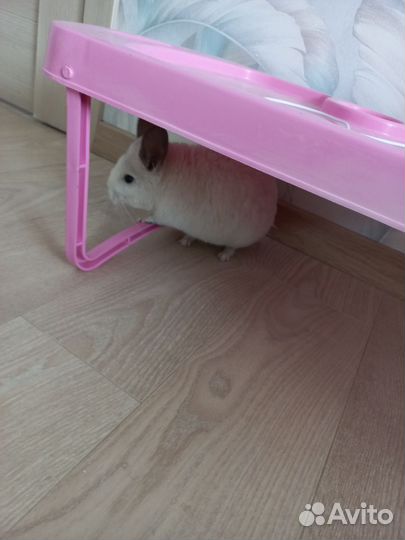 Продам Шиншил