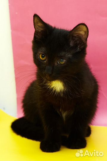 Маша, ищет дом, 2 месяца, лоток на 5+,здорова