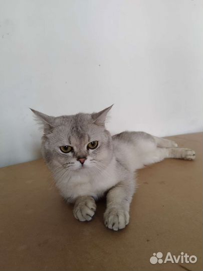 Серебристая Шиншилла, вязка