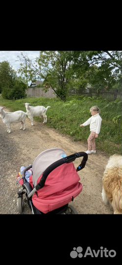 Коляска capella