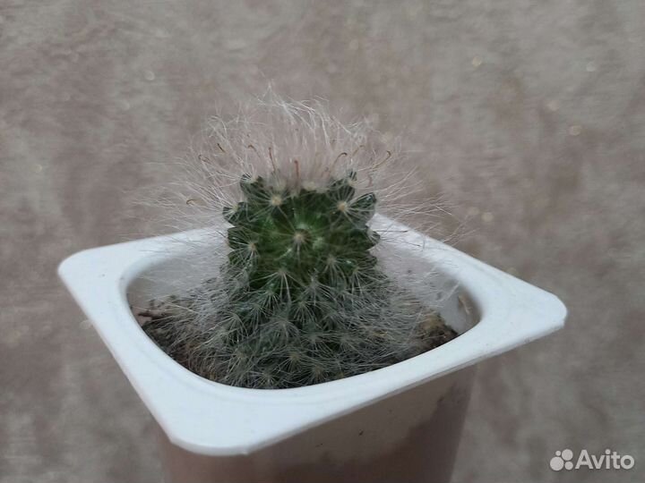 Кактус эхиносис, молочай, маммилярия, дерево любви