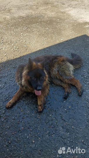 Немецкая овчарка