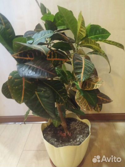 Кодиеум кротон