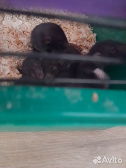 Крыса дамбо