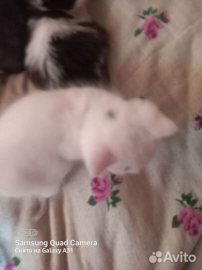 Котята в добрые ответственные руки