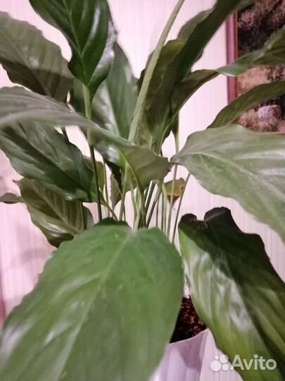 Спатифиллум Пикассо