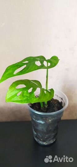 Монстера манки маск