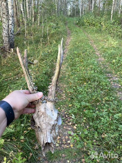 Рога косули