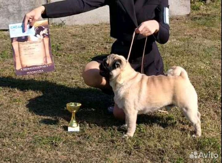 Мопс вязка мальчик