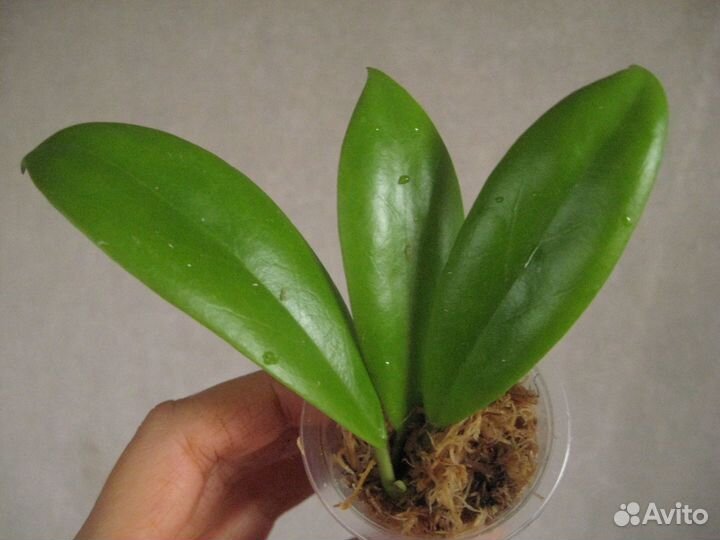 Сортовые простые в уходе хойи