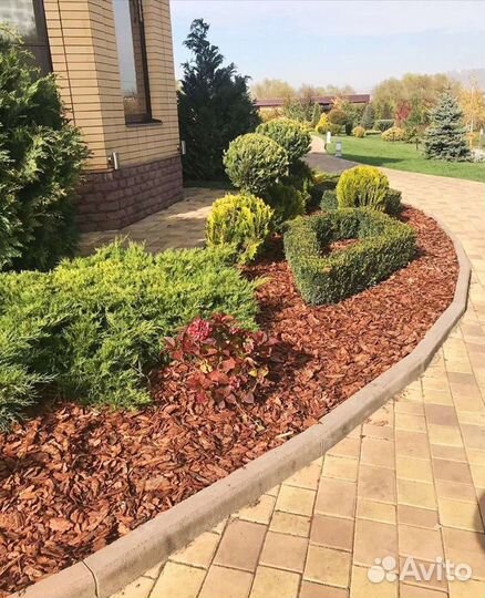 Кора лиственницы сибирской