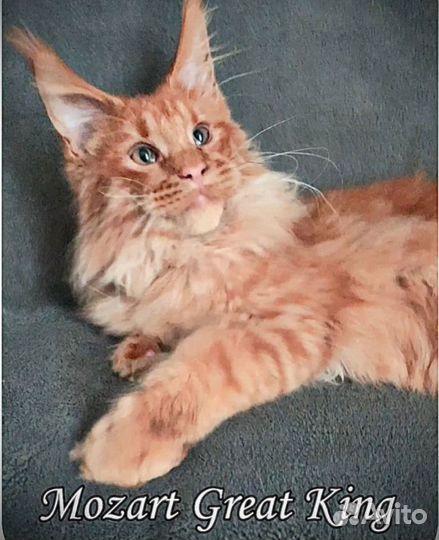 Мейн-Кун шикарный парень