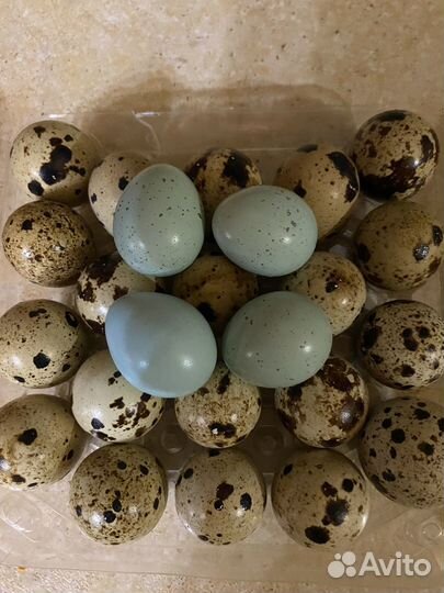 Яйца перепелиные