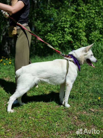 Супра ищет дом