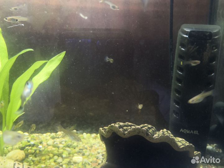 Аквариумные рыбки