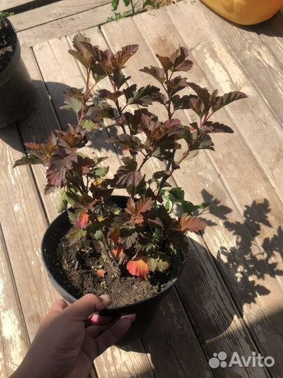 Пузыреплодник Амбер