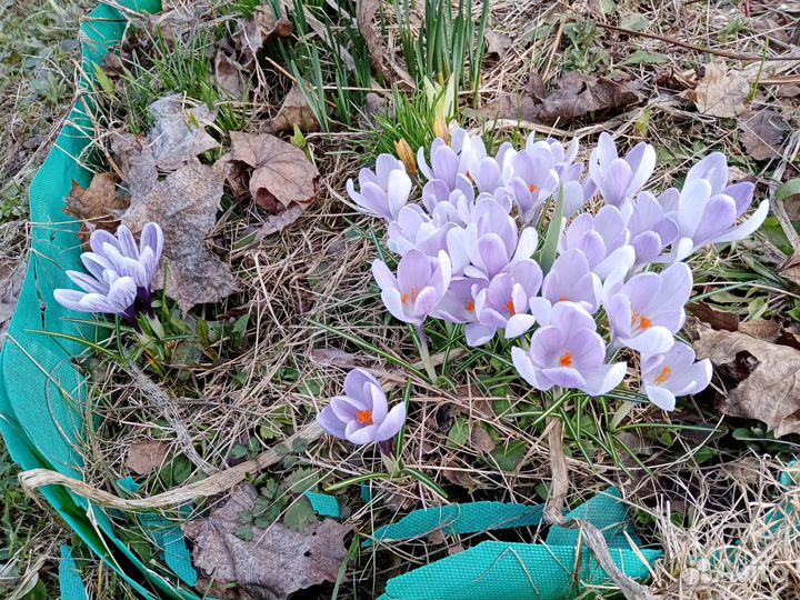 Крокусы разные