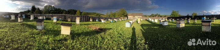 Продам пчелосемьи