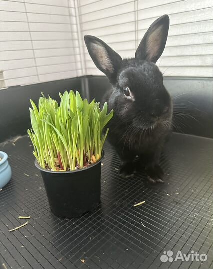 Случка кролик самец