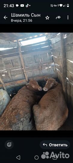 Телки откормочные