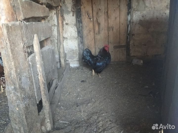 Петухи домашние, всем петухам 8-9 месяц